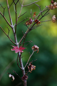 طبیعت پاییزی همدان