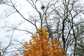 طبیعت پاییزی همدان