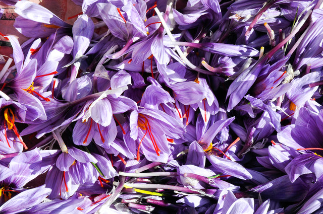 بهبود کیفیت گوشت با افزودن گلبرگ زعفران به جیره غذایی مرغ