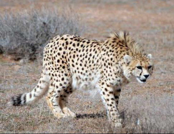 شناسایی حدود ۳۰ یوزپلنگ آسیایی در کشور/شواهد، کاهش جمعیت یوز را تایید میکند شناسایی حدود ۳۰ یوزپلنگ آسیایی در کشور/شواهد، کاهش جمعیت یوز را تایید میکند