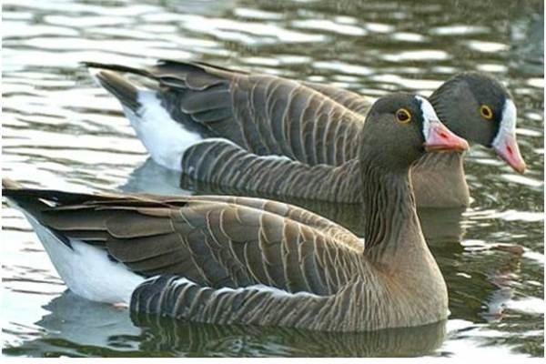 عکس تزئینی است. حفاظت از گونههای غاز و اردک در معرض خطر در دستور کار محیط زیست