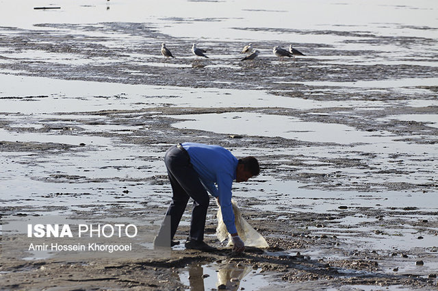 پاکسازی ساحل بندرعباس