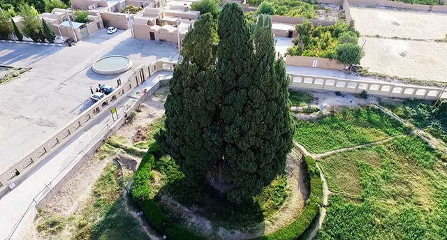 واگذاری ثبت جهانی درختان دیرزیست کشور به میراث فرهنگی یزد