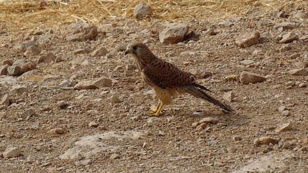 عکس تزئینی است رهاسازی یک بهله دلیجه در طبیعت تایباد