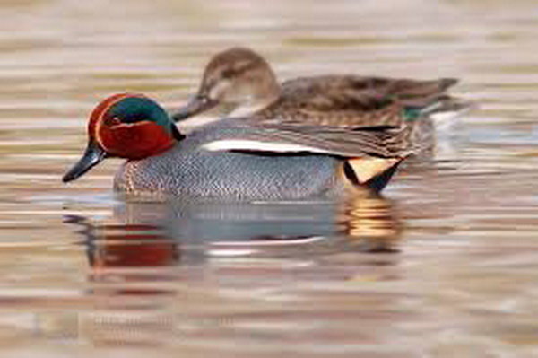 زنجان میزبان پیش‌قراولان پرندگان مهاجر شد