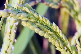 کاهش درصد خرد برنج و دورریز آن با دستگاه ساخت محققان کشور