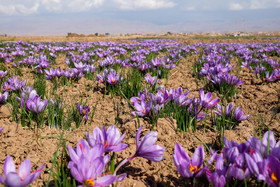 300 هکتار از مزارع «درمیان» زیر کشت زعفران