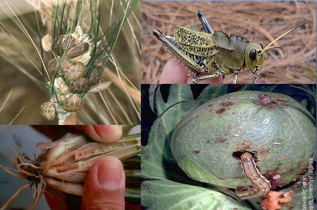 هشدارهای کشاورزی از هجوم آفتهای سفیدک تا لکه غربالی و زنبور سیاه هشدارهای کشاورزی از هجوم آفتهای سفیدک تا لکه غربالی و زنبور سیاه