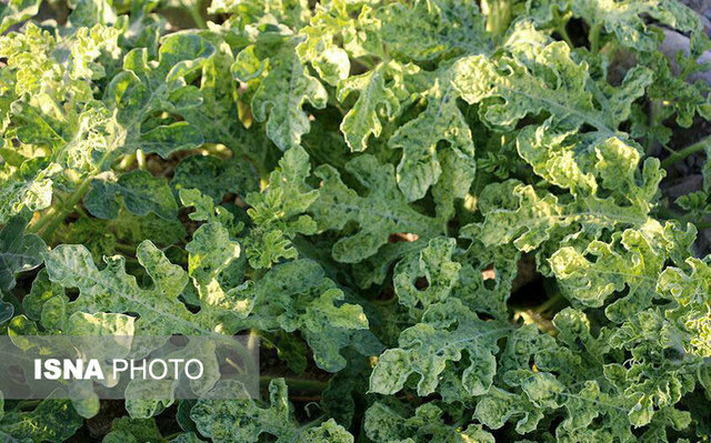 آغاز کاشت محصولات جالیزی در «طارم»