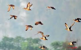 قتل عام پرندگان مهاجر گیلان توسط شکارچیان استان‌های همجوار گیلان