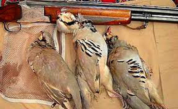 دام و اسلحه‌های شکاری غیرمجاز در کمین پرندگان مهاجر 