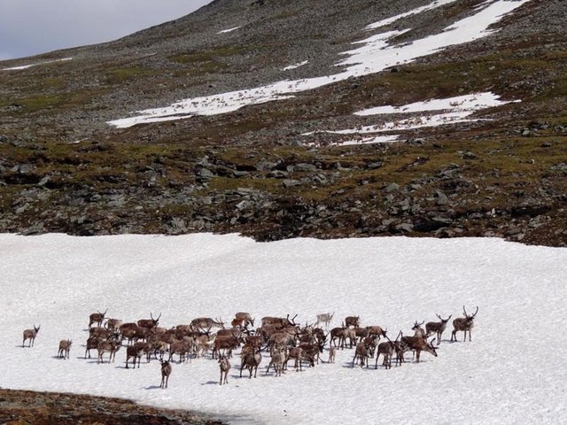 تغییرات جوی عامل مرگ ده‌ها هزار گوزن در قطب شمال