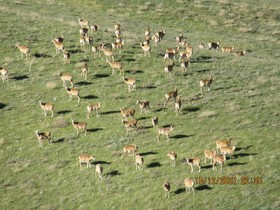 بهشت سیاهگوشان ایران به روایت ایسنا