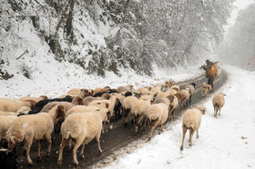 بارش برف پاییزی در ارتفاعات ماسال