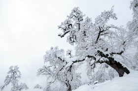 بارش برف پاییزی در ارتفاعات ماسال