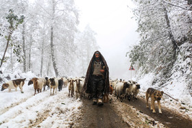 بارش برف پاییزی در ارتفاعات ماسال