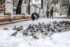 دومین روز برفی رشت 