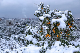 باغهای سرمازده ناشی از بارش برف در مازندران 