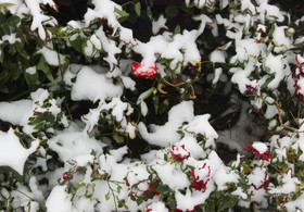 روز برفی پاییزی‎ در کرمان