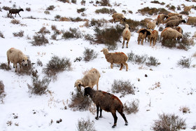 طبیعت پاییزی برفی کرمان