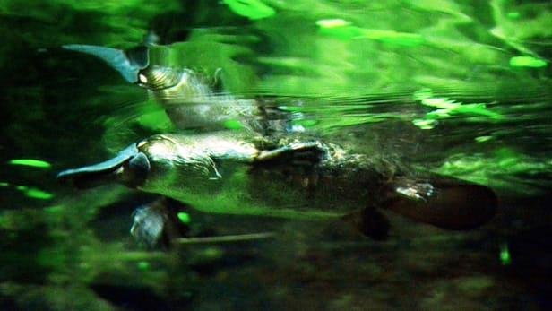 درمان دیابت با زهر "پلاتیپوس" درمان دیابت با زهر "پلاتیپوس"