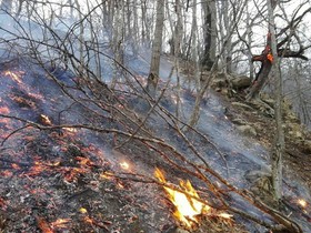 مهار آتش‌سوزی در جنگل‌های «بلم جرک» مینودشت