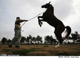 چرا مسابقات زیبایی اسب‌ خالص ایرانی در خوزستان لغو شد؟