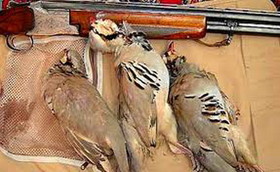 کشف لاشه ۱۶۸ قطعه پرنده وحشی در فریدونکنار