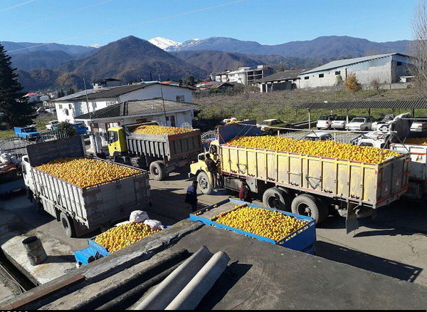 صادرات پرتقال متوقف نشود، با کمبود در بازار مواجه میشویم صادرات پرتقال متوقف نشود، با کمبود در بازار مواجه میشویم