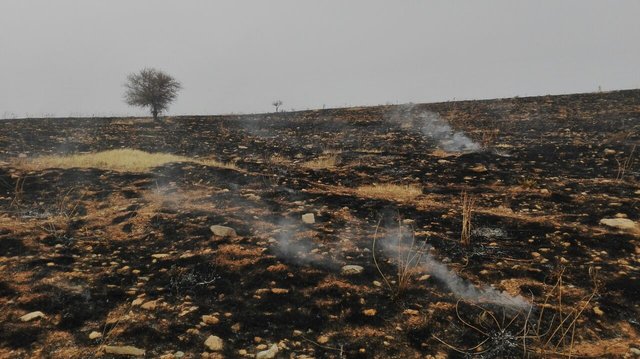 مهار آتش سوزی در ساحل «چارقلی» گمیشان مهار آتش سوزی در ساحل «چارقلی» گمیشان