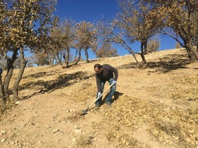 "جنگلانه" طرحی برای حفاظت از منابع طبیعی