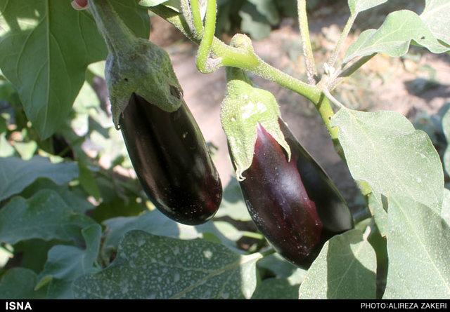 سیل بلای جان بادمجانهای جنوب