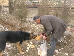 رشد افسارگسیخته جمعیت حیوانات در شهرها