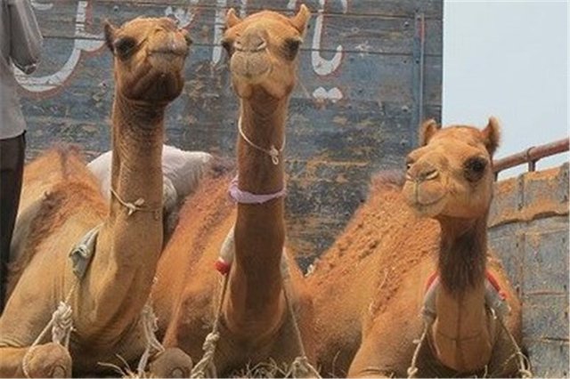 ارسال 6 هزار نفر شتر از سیستان و بلوچستان به نقاط مختلف کشور 1 پایگاه خبری ججین شتر