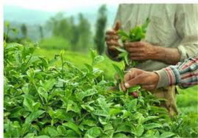 پرداخت ۱۰۷ میلیارد تومان از بهای برگ سبز چای به کشاورزان