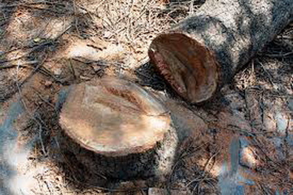 عکس تزئینی است تیشه به ریشه حیات