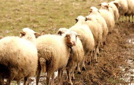 ورود عشایر کوچرو استانهای همجوار به ایلام، بر اساس تقویم کوچ باشد ورود عشایر کوچرو استانهای همجوار به ایلام، بر اساس تقویم کوچ باشد