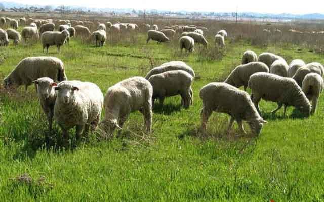 خشکسالی و تاثیر کشتار دام مولد بر افزایش قیمت گوشت قرمز خشکسالی و تاثیر کشتار دام مولد بر افزایش قیمت گوشت قرمز