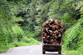 افزایش قطع و خروج درختان از تویسرکان