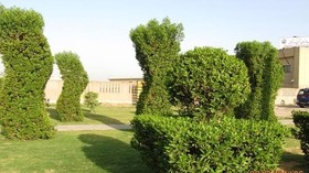 دانه گرده کنوکارپوس تنها عامل تنگی نفس پاییزی نیست