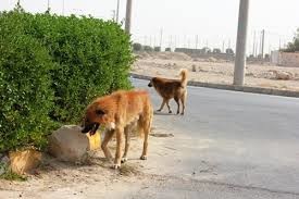 زنده گیری بیش از 120 سگ بلاصاحب در معابر شمال شرق تهران