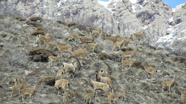 پایان سرشماری پاییزه حیات وحش استان تهران/افزایش 15 درصدی جمعیت حیات وحش استان پایان سرشماری پاییزه حیات وحش استان تهران/افزایش 15 درصدی جمعیت حیات وحش استان