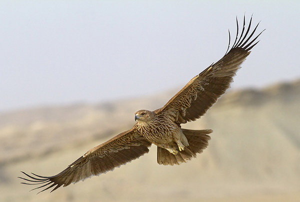 عکس تزئینی است یک بهله عقاب طلایی تحویل محیط زیست نهاوند شد