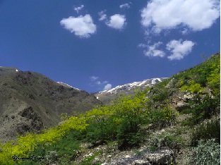 عکس تزیینی است تولید سالانه ۲۴ تن گیاهان دارویی در گلخانههای بابل