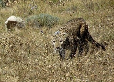 هوش "هیرکان" در پارک ملی گلستان به دادش رسید هوش "هیرکان" در پارک ملی گلستان به دادش رسید