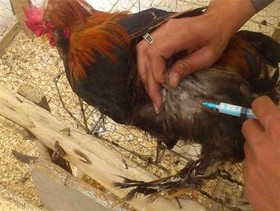 توزیع رایگان واکسن نیوکاسل برای طیور خانگی در میبد