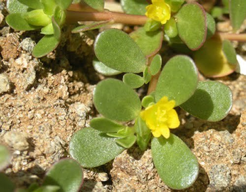 گیاه خرفه، یک اکسیر جهانی خرفه