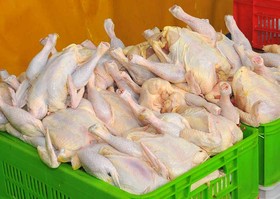 افزایش ۸۲ درصدی قیمت مرغ نسبت به پارسال