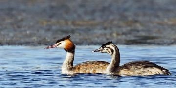 مرغابی شانه به سر