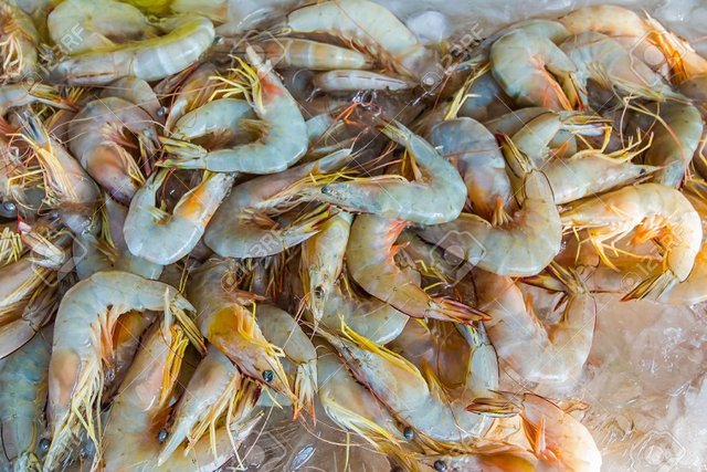 عکس تزئینی است احیای میگوی گاماروس در تالاب نئور